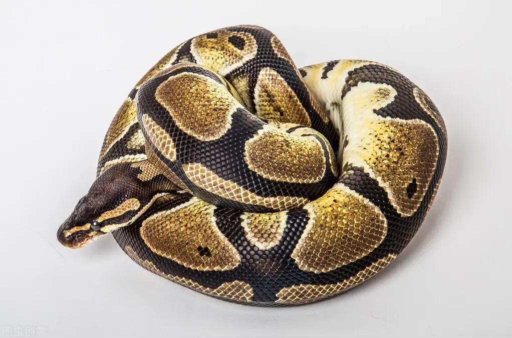 家蛇为什么不能打？家里进蛇如何处理？