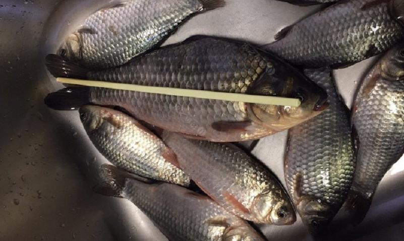 钓完鱼回家怎么收拾,钓完鱼后鱼漂怎么收