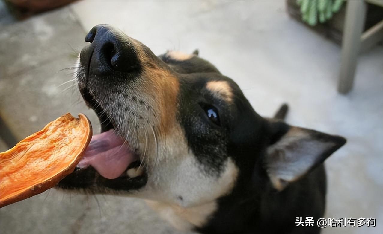 狗狗消化不良拉稀呕吐怎么办,狗狗消化不良呕吐白沫怎么处理