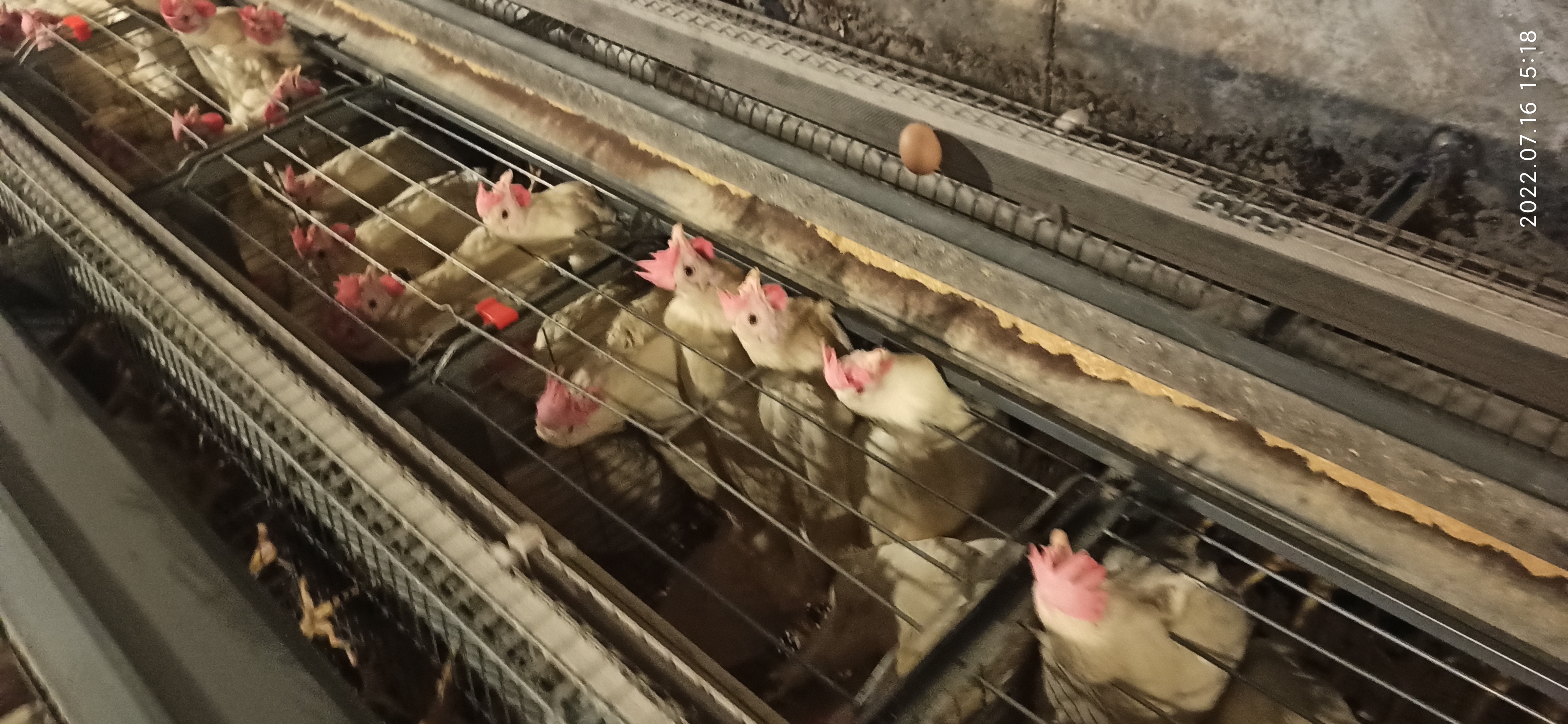 牧翔禽病研究院‖蛋鸡传染性贫血并发滑液囊支原体病例（湖北）69