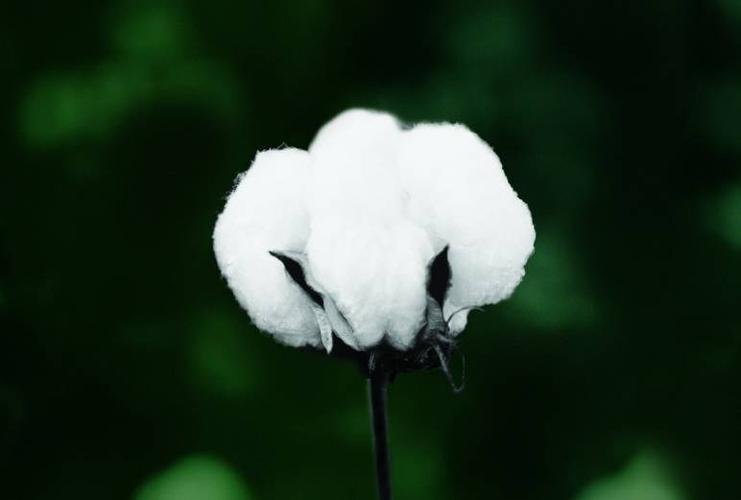 棉布如何导致*国亡**？害惨黑人的为何是印度？