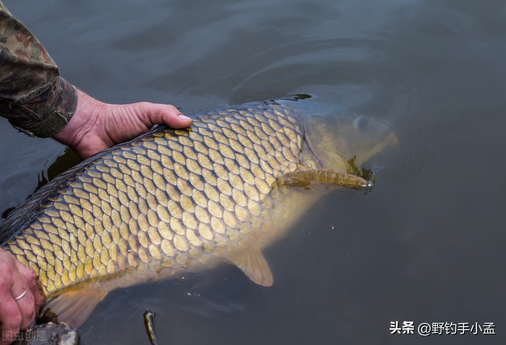 泡沫逗钓为什么逗不到鱼,泡沫逗钓鲤鱼演示