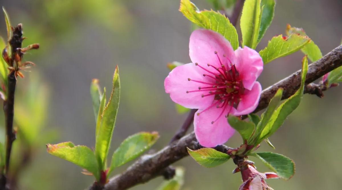植物与环境相适应的形态有哪些,植物形态特征与环境关系的论文