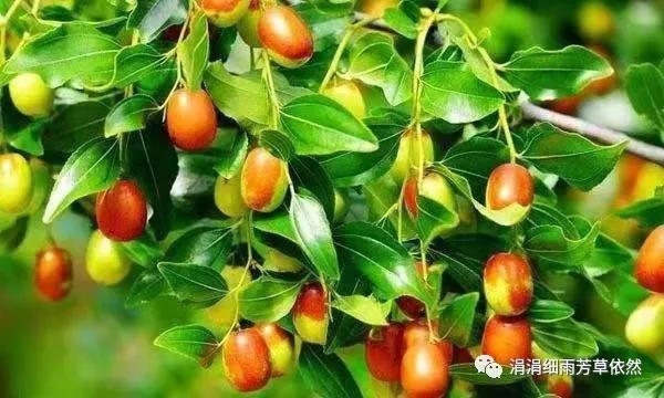 我家的枣树二年级上册阅读,我家的枣树一年级阅读理解