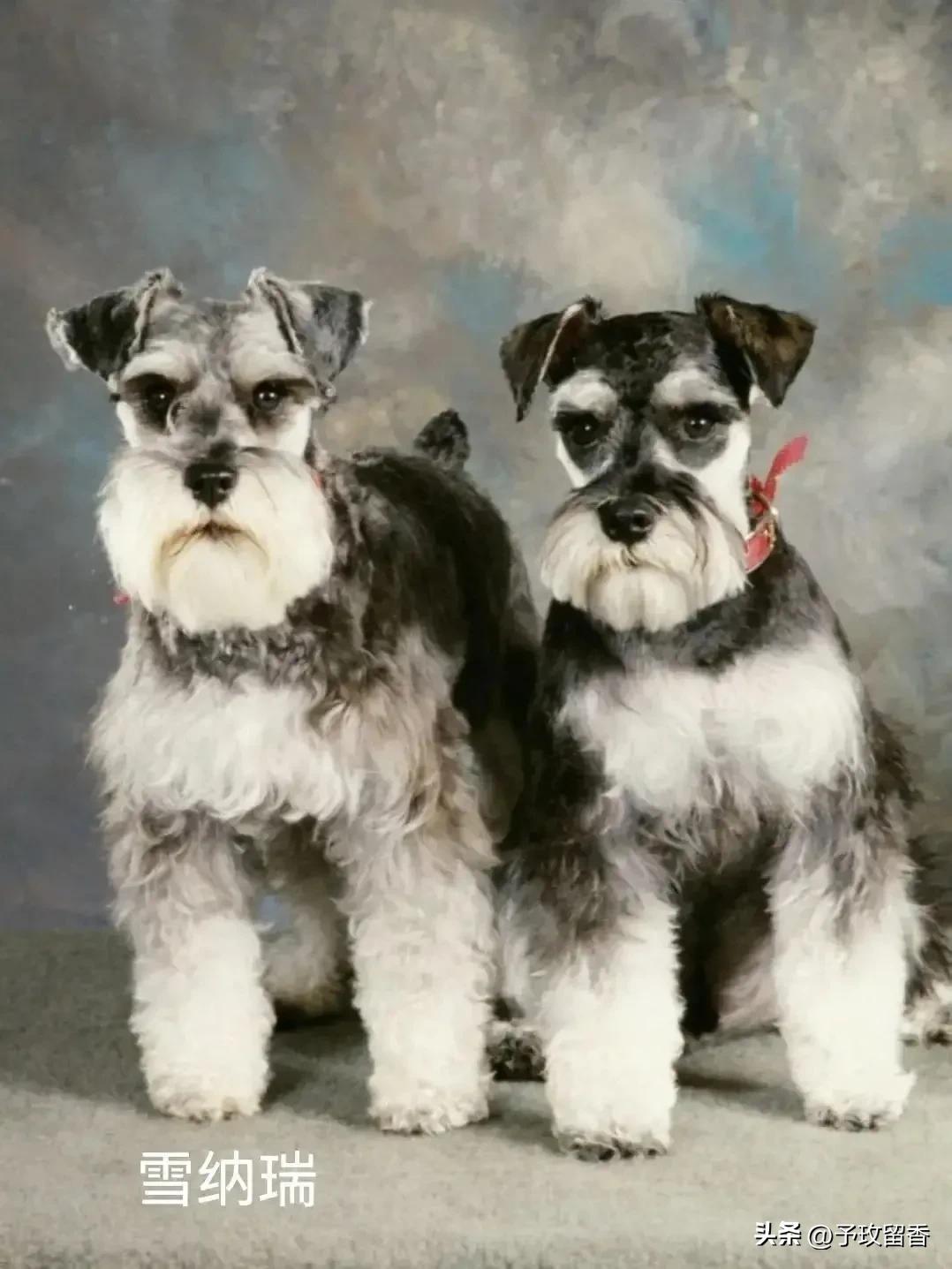 狗的种类常见宠物狗的品种及特点,宠物狗种类及特点