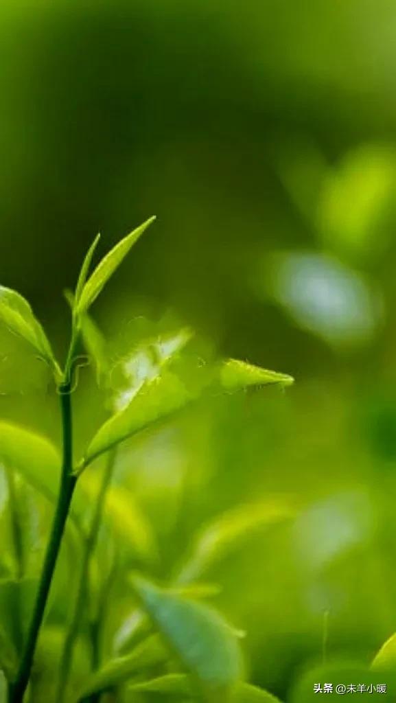 超清超美独一无二手机壁纸图片,养眼养心的壁纸