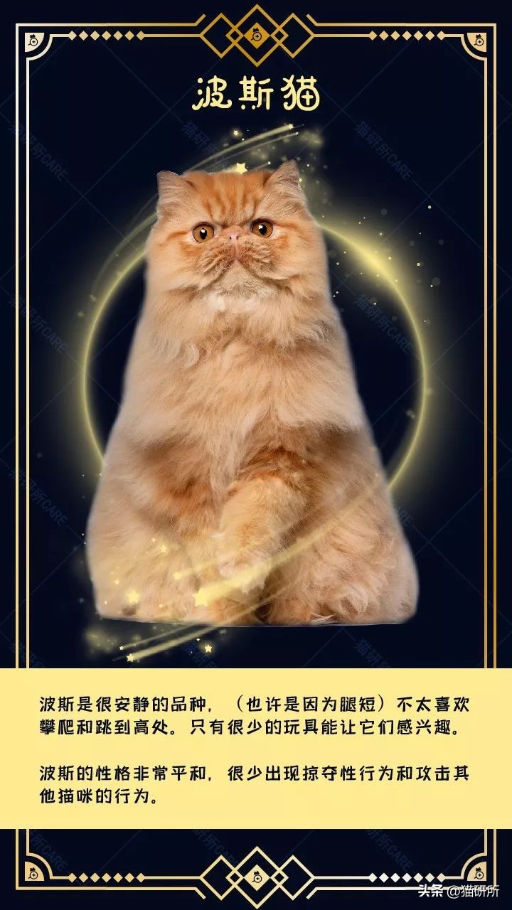 暹罗母猫和英短会生什么样的小猫,英短和暹罗配出来的猫大了什么样