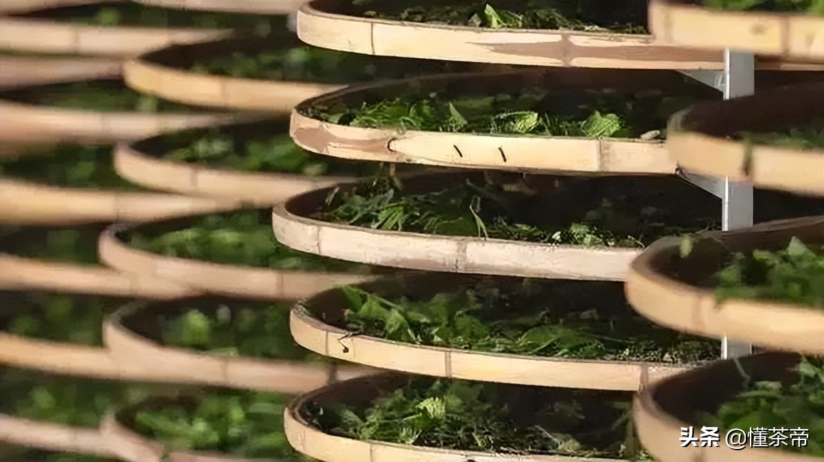 福鼎政和白茶特级白毫银针,政和白茶和福鼎寿眉的区别