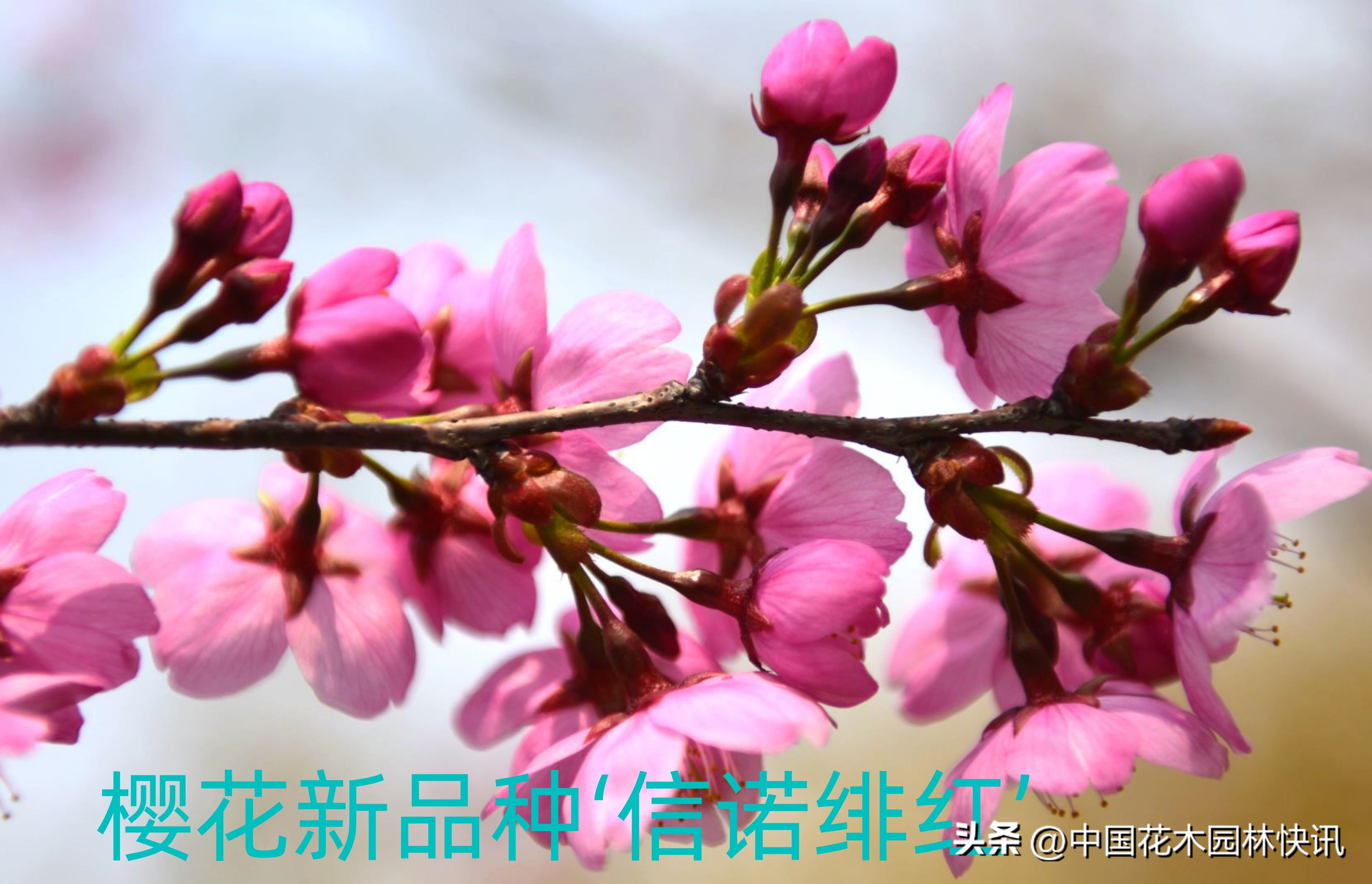 青岛樱桃谷樱花,青岛大崂樱花谷单樱