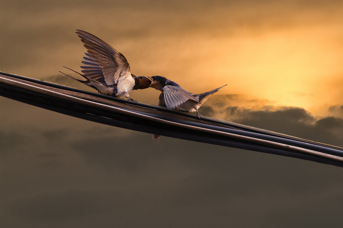 雨燕在空中边飞边睡的视频,雨燕是怎么边飞边睡的
