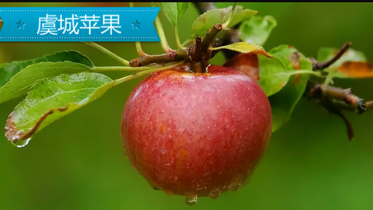 「品牌展播」中国地理标志农产品品牌展播（河南商丘篇-下）