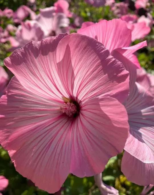 认识各种花的花名,认识各种花的名称
