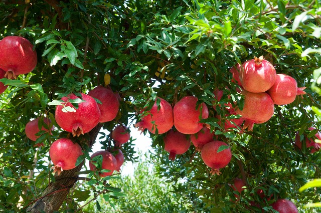 乡土散文:村庄的树