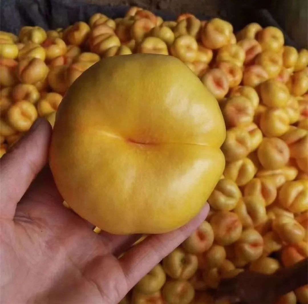 我河北沧州人，从网络安防转行种300亩糯玉米，年销售300吨农产品