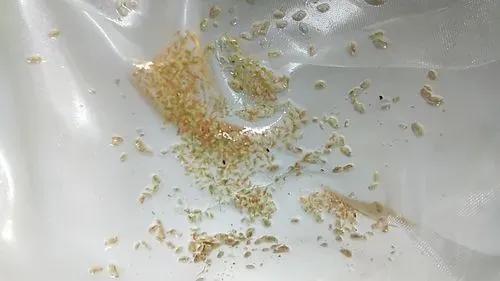 水蚤喂金鱼的优缺点,水蚤怎么跟金鱼一起养