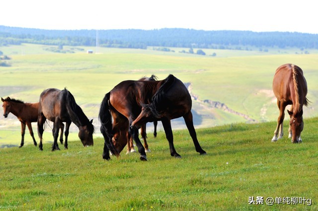 马车夫之歌,马车的简笔画