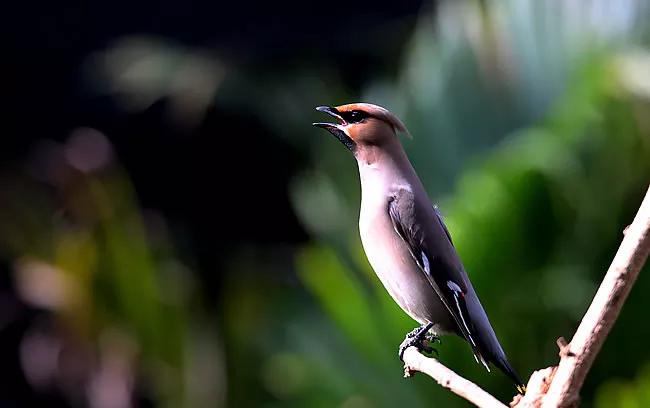 太平鸟图片素材,太平鸟图片大鸟