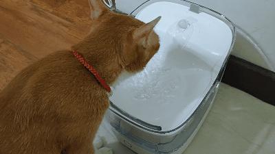 猫自动喂食器和饮水器评测,猫咪自动喂水喂食一体器智能恒温