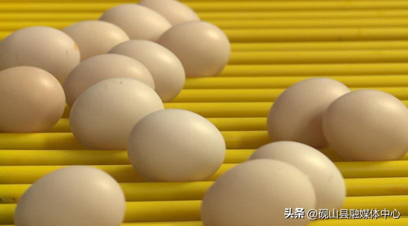 砚山鲜鸡蛋,砚山贫困户养殖致富成果