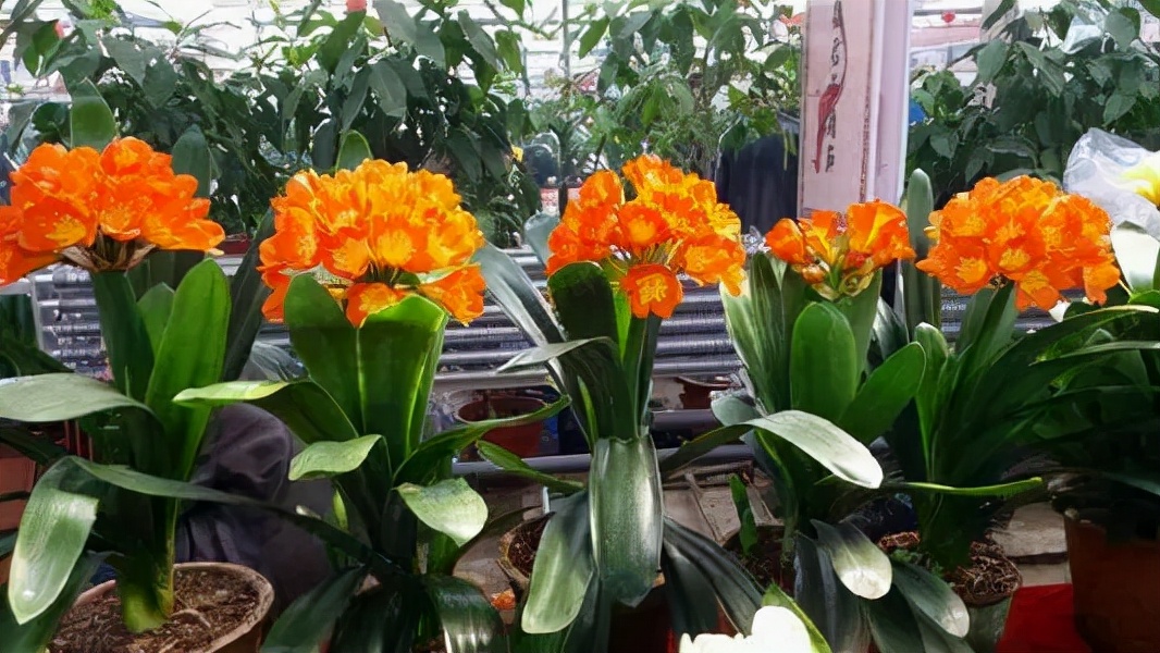 君子兰怎么养才能长得快又茂盛,君子兰怎样才能养出精品