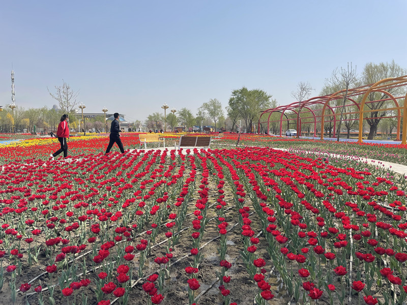 郁金香旅游节攻略,五家渠青格达湖郁金香免费吗