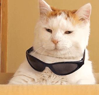 流泪猫猫头原图,最近猫猫头为什么这么火