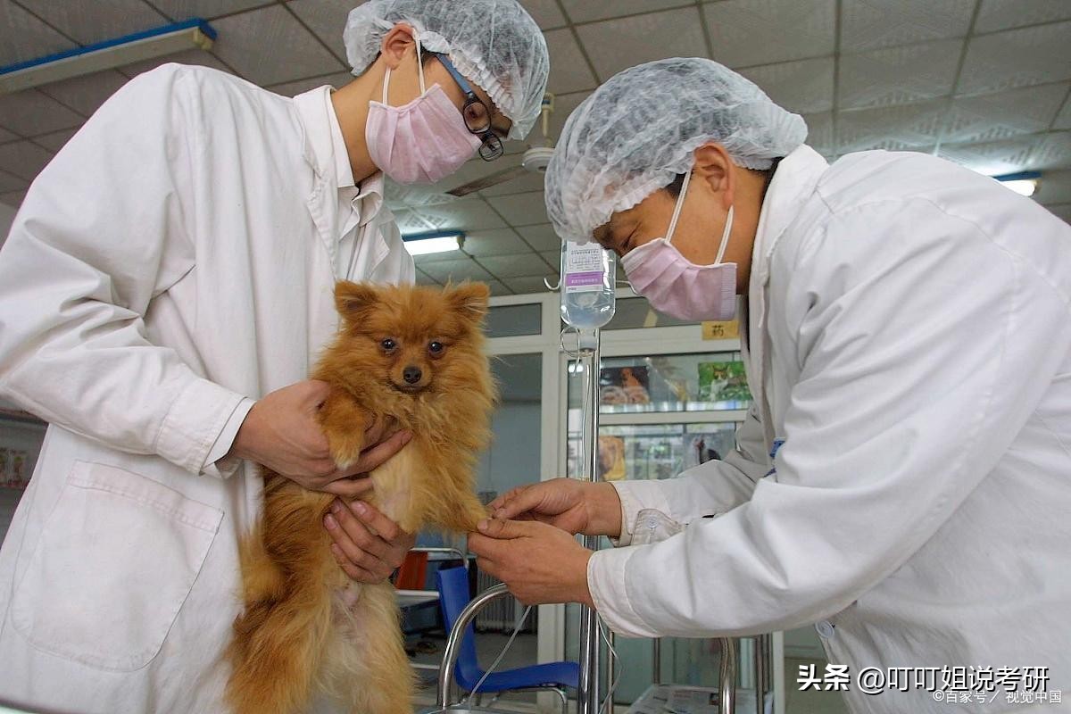 兽医医学和动物医学的区别,兽医和畜牧兽医哪个专业好