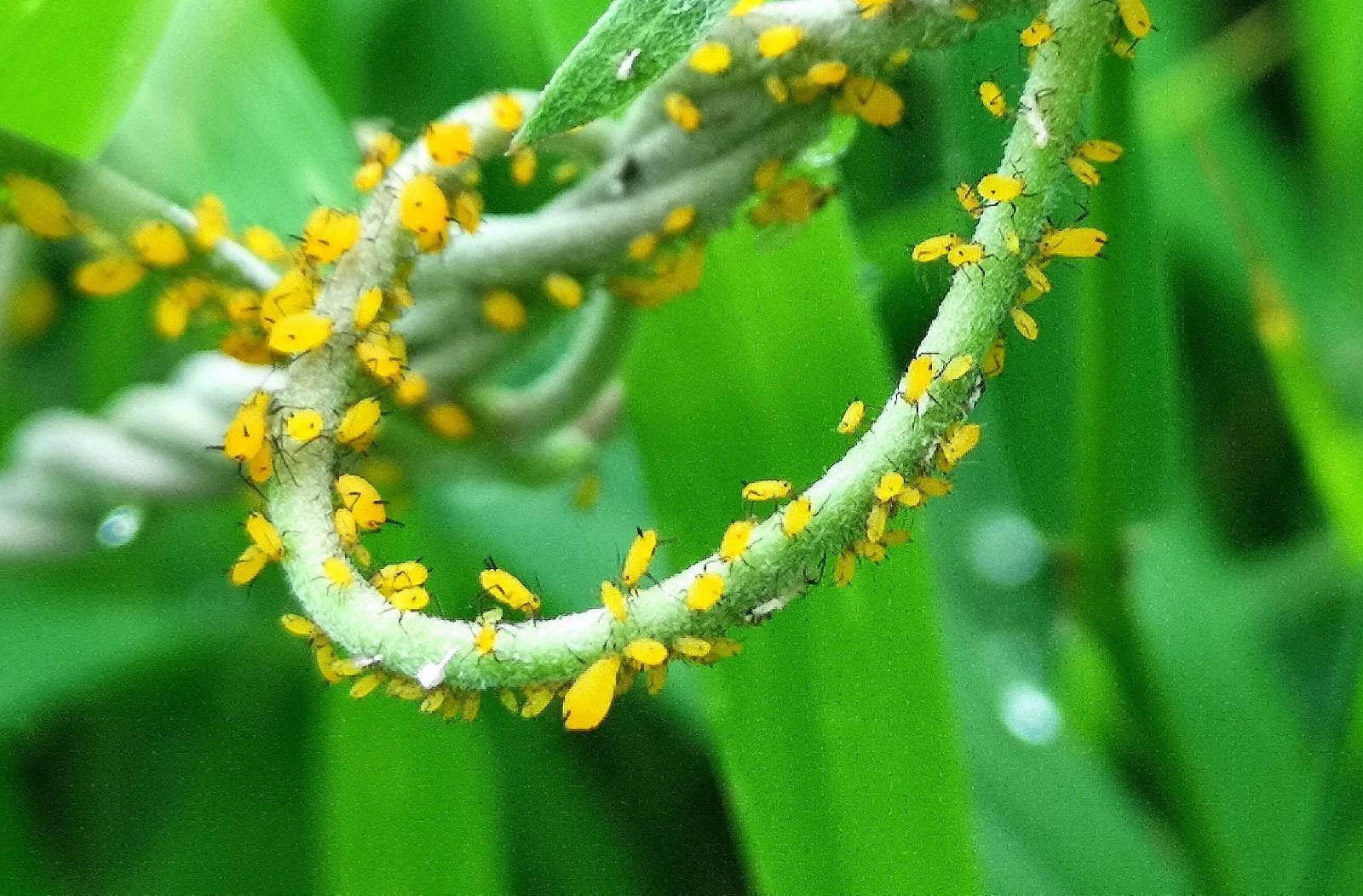 29种小麦杂草防除高招,农业专家稻田灭鼠