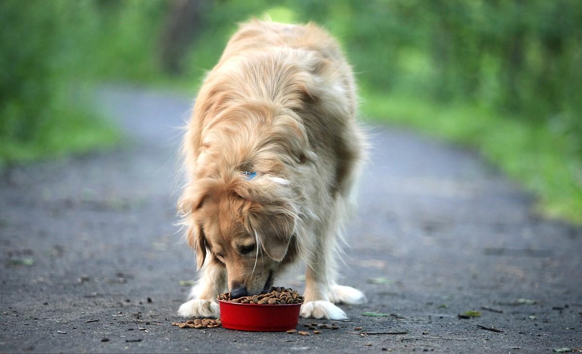 狗狗吃自制狗粮好还是成品狗粮好,狗狗吃什么牌子狗粮好
