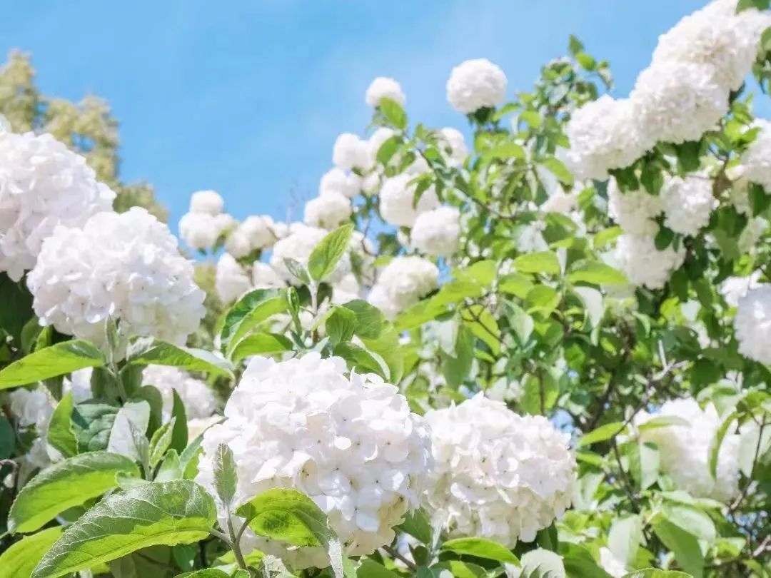 森林中的大学——无锡太湖学院：很高兴认识你