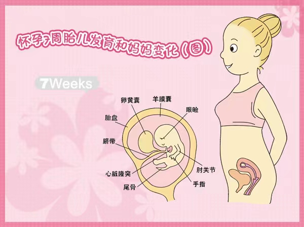 怀孕七周要注意什么问题,怀孕七周孕妈味蕾变化