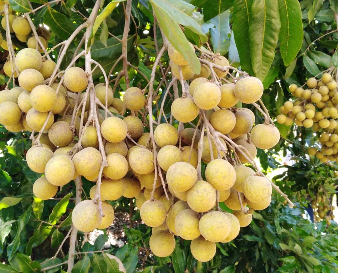 千年古树百年茶,千年古树野生茶1000克珍藏品