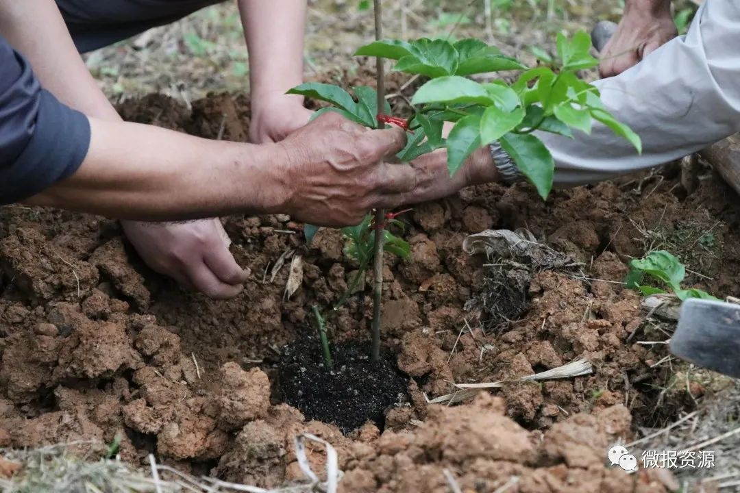 桂林向您汇报,桂林向您汇报临桂篇