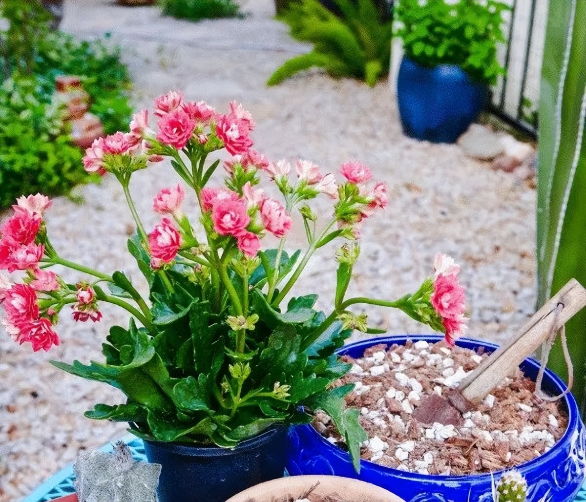 刚买回来的植物怎么缓苗,植物移栽快速缓苗的方法