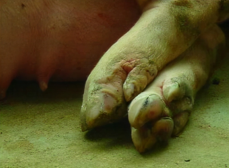 怀孕母猪蹄裂是怎么回事,母猪蹄裂的原因及防治方法
