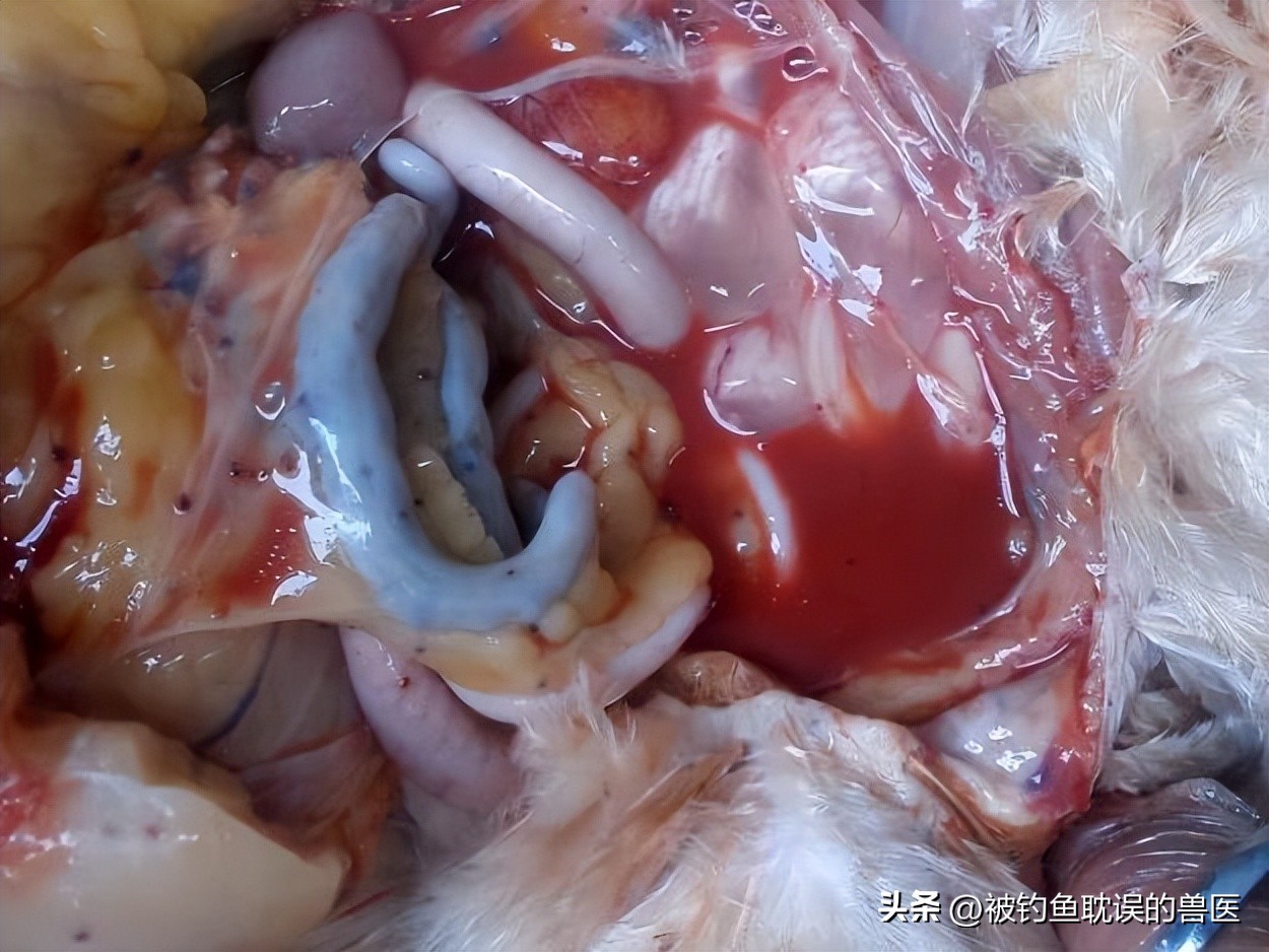 鸡感染了白痢应该用什么药物,鸡卡氏白细胞原虫病