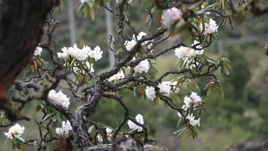 雪山下的梦幻球场爆红网络！*藏西**的这个小城，值得被所有人看到