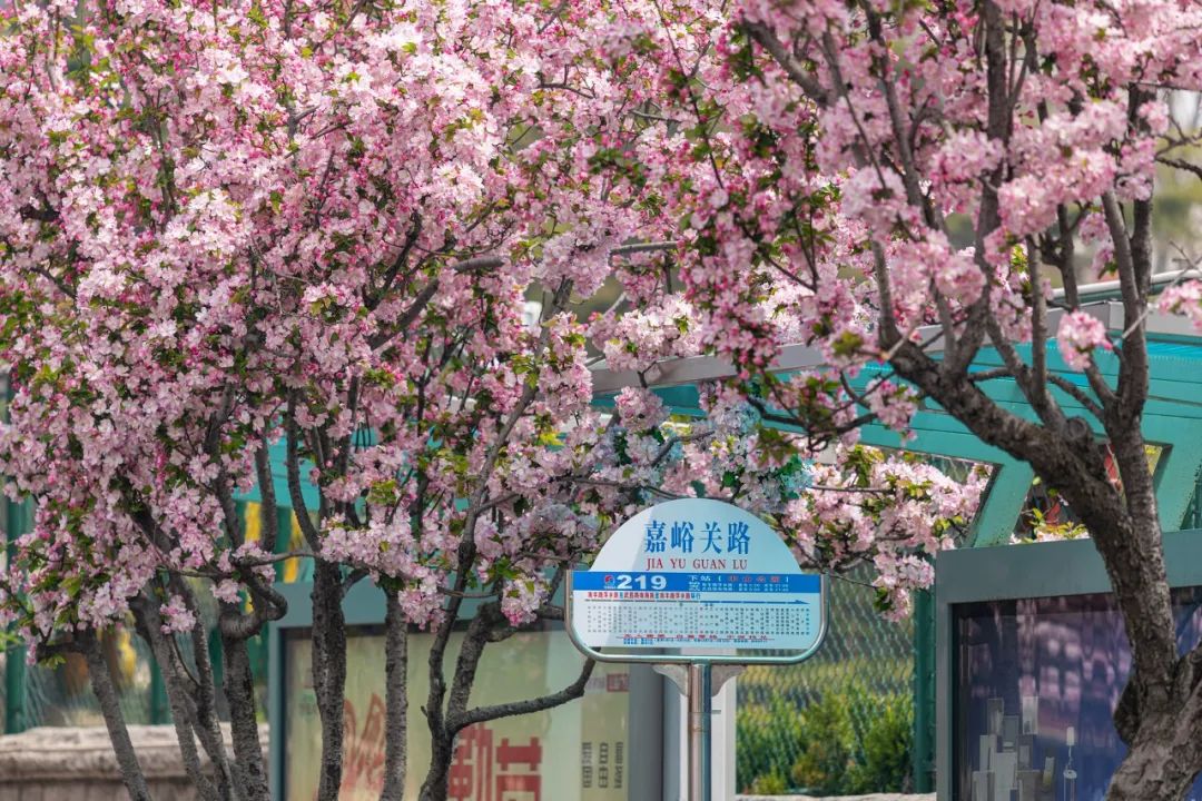 疫情快过去吧，我不想错过这座海滨老城的春天