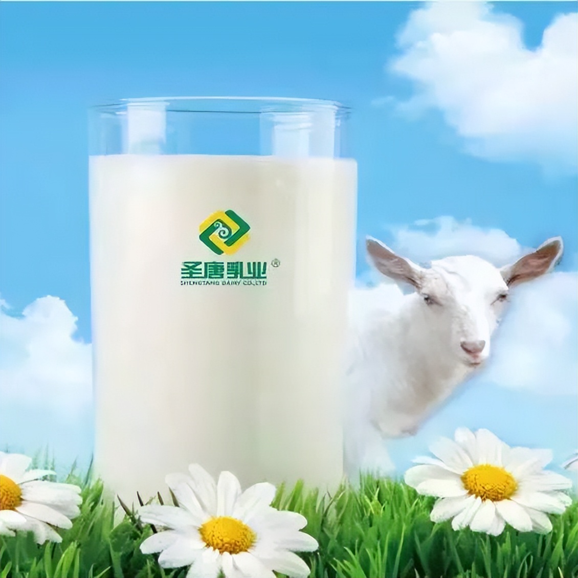 纯羊奶和牛奶哪个补钙效果最好,老年人补钙喝牛奶好还是喝羊奶好