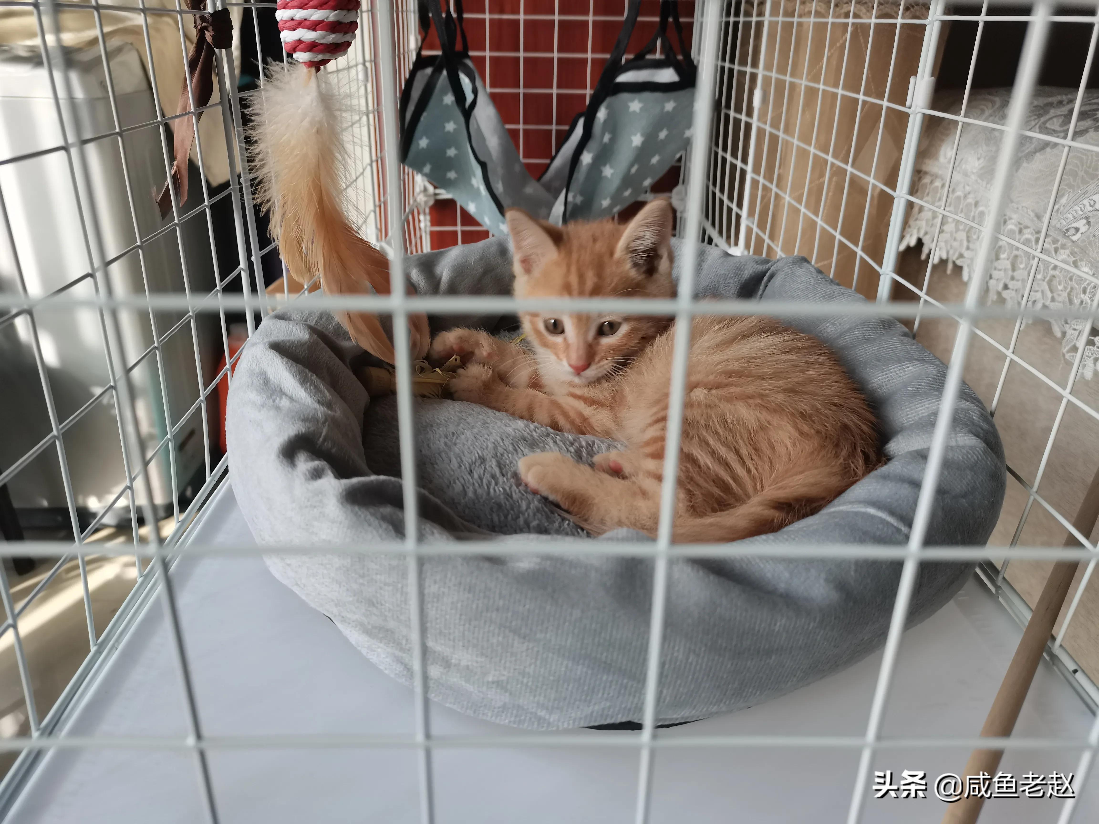 猫咪来我家了,猫咪来家里活泼