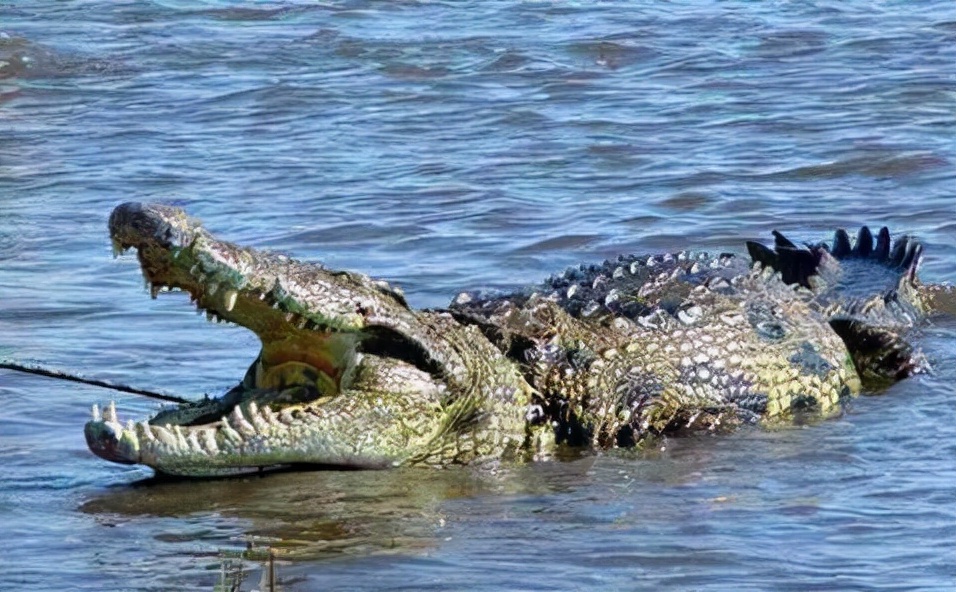 能杀了老虎的十大猛兽,可以杀死老虎的十大猛兽