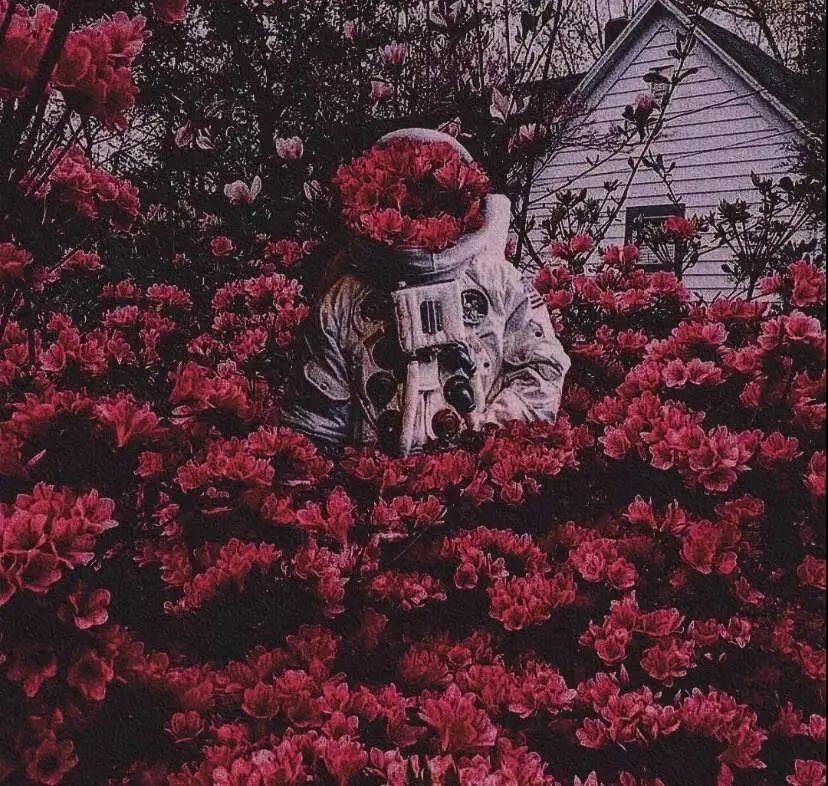 朋友圈背景送给大家,朋友圈背景送你一朵花