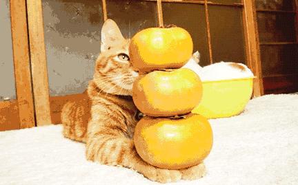 柿子和海鲜一起吃后腹胀,柿子与海鲜同时食用会导致中毒吗