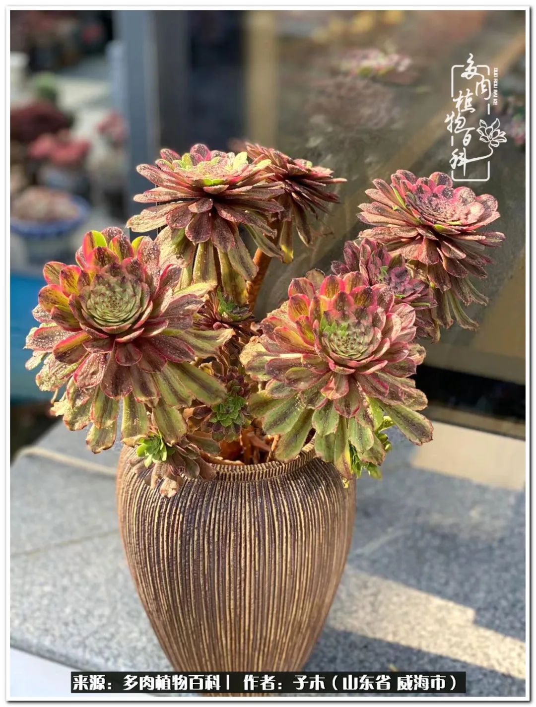 法师多肉成长史,法师多肉新手教程