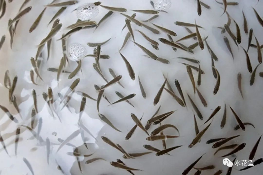 家鱼养殖如何投苗,养殖鱼技术和鱼苗