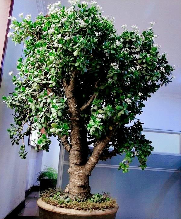 4种花颜值高养在家里超漂亮,家里养什么花招财又旺家