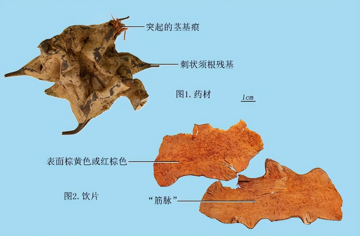 菝葜和金刚藤区别,菝葜金刚藤