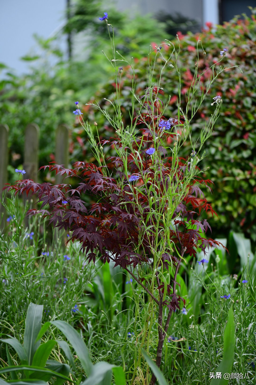 流放到菜地的花儿们，尽情绽放吧，不管在哪里｜园丁