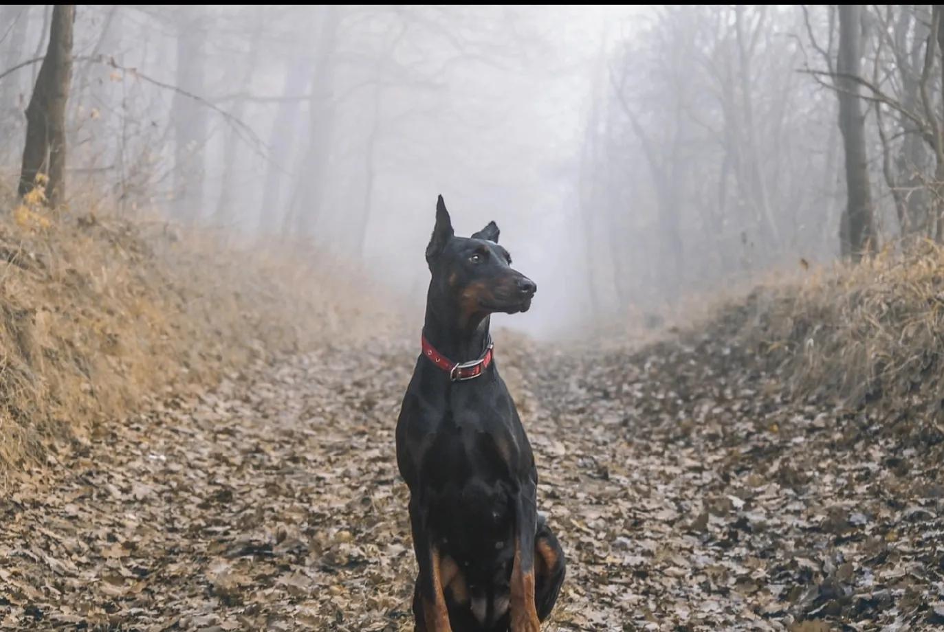 狗狗智商前十排行，排名第一狗狗的实至名归