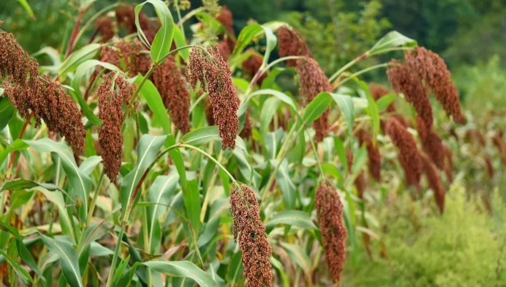 同样是酒为什么价格差距那么大,同样酒为什么批发部比超市便宜